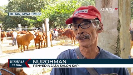 Jasa Salon Sapi Kebanjiran Pesanan Jelang Idul Adha