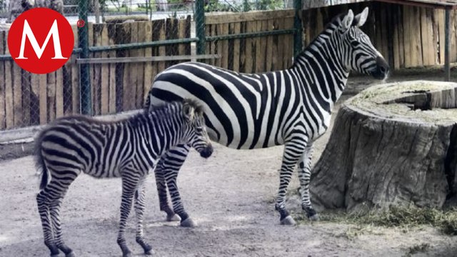 Desaparecen animales en zoológico de Zoochilpan