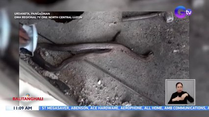 2 cobra, natagpuan sa ilalim ng isang banyo | BT