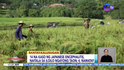 14 na kaso ng Japanese encephalitis, naitala sa Iloilo ngayong taon; 4, namatay | BT