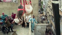شاهد: إنزال أبقار من أسطح منازل الباكستانيين بواسطة رافعات قبيل عيد الأضحى