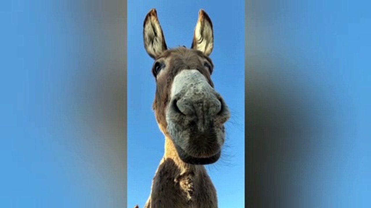 Donkey ❤️