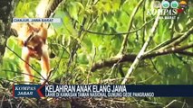 TN Gunung Gede Pangrango Miliki 14 Sarang Elang Jawa Aktif