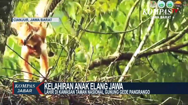 TN Gunung Gede Pangrango Miliki 14 Sarang Elang Jawa Aktif