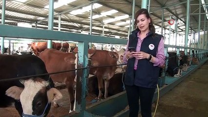 Kurbanlıklar cebe girdi