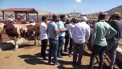 Van'da 58 bin kurbanlık hayvan sevk edilmeyi bekliyor