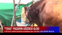 Togg isimli kurbanlık pazarın gözdesi oldu: 185 bin lira değerinde