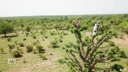 Harvesting baobab leaves sustainably