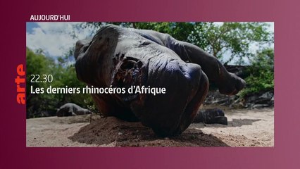 Les derniers rhinocéros d'Afrique - 20 juin