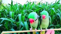 Parrot Talking and Making Sounds green Ghas talking