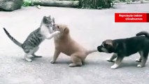 Vídeo hilário: em duelo de cão e gato, cachorrinho descobre que nem sempre quando um não quer, dois não brigam
