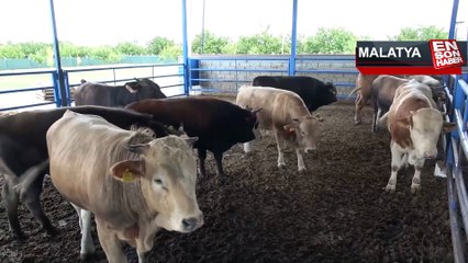 Malatya’nın 1 tonluk ‘Paşası’ rekor fiyata satıldı