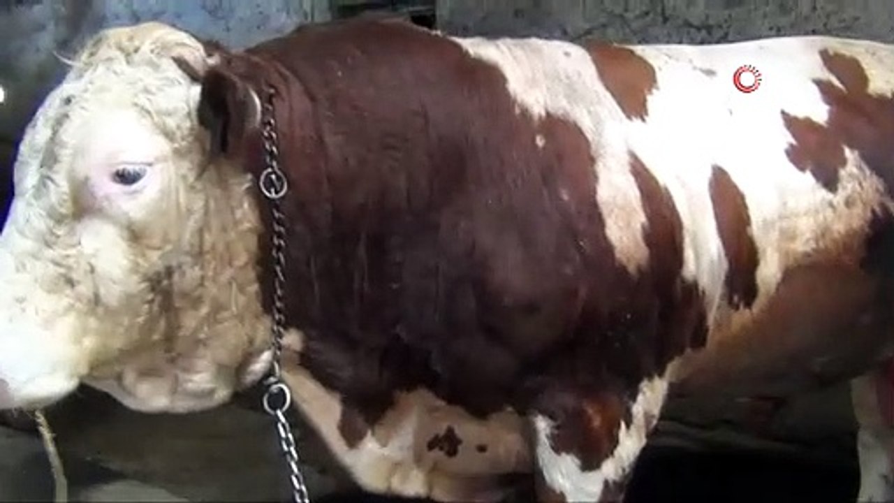 1 ton 400 kiloluk "Beyazcan" ve 1 ton 360 kiloluluk "Şahmeran" alıcılarını bekliyor