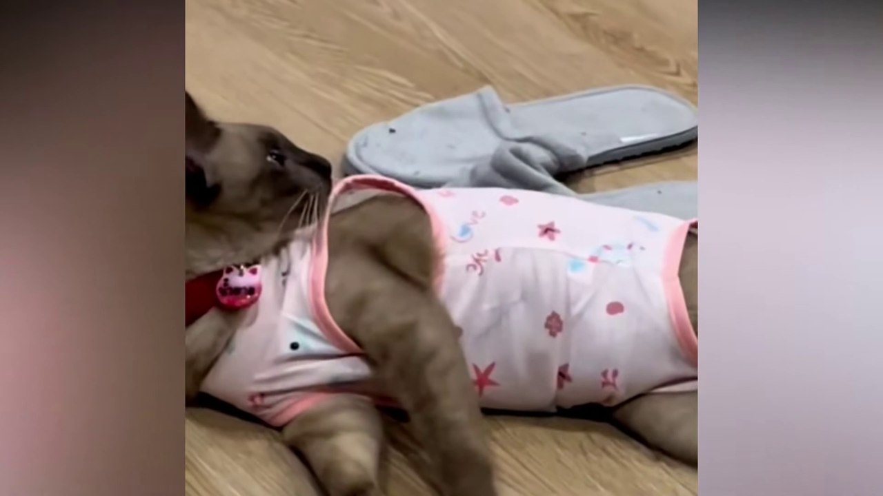 Funny Cats Videos  Baby Cats - Humor Hub - Cute and Funny Cats Videos Compilation