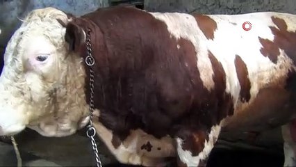 1 ton 400 kiloluk "Beyazcan" ve 1 ton 360 kiloluluk "Şahmeran" alıcılarını bekliyor