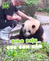 Hoa Hoa: Đỉnh lưu “Cò Le” cưng nhất giới pandabiz, gì cũng biết chỉ tên mình là không | Điện Ảnh Net