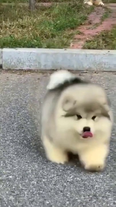Dog Funny Video