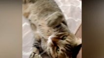 Funny Cats Videos  Baby Cats - Humor Hub - Cute and Funny Cats Videos Compilation
