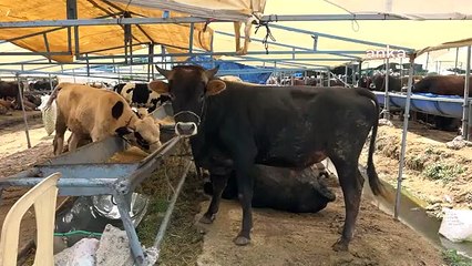 Buca Belediyesi Kurban Pazarlarında Denetim Yapıyor