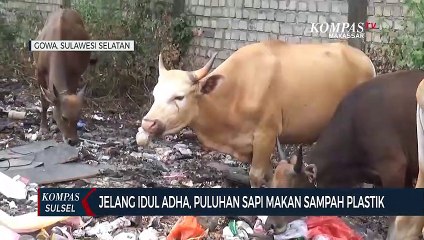 Jelang Idul Adha, Puluhan Sapi Makan Sampah Plastik