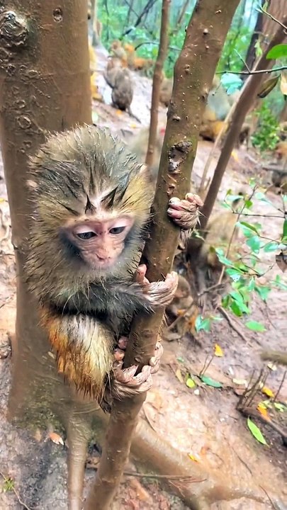 #fyp  Little Fierce Treasure#monkey#cute#pet#animal#fyp