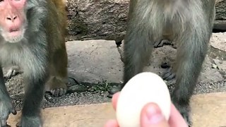 #fyp  Let his wife eat first#monkey#animalworld#pet#fyp