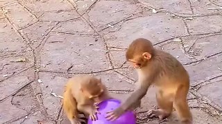 #fyp  Little Monkey Playing with Balloons#monkey#cute#pet#animal#fyp