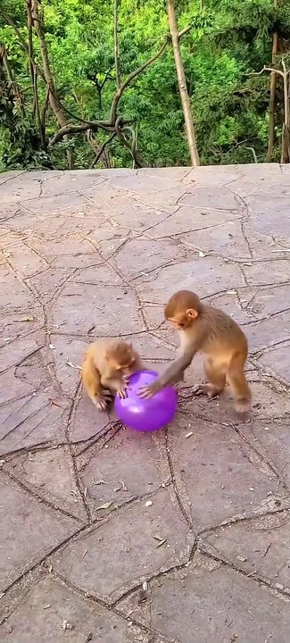 #fyp  Little Monkey Playing with Balloons#monkey#cute#pet#animal#fyp