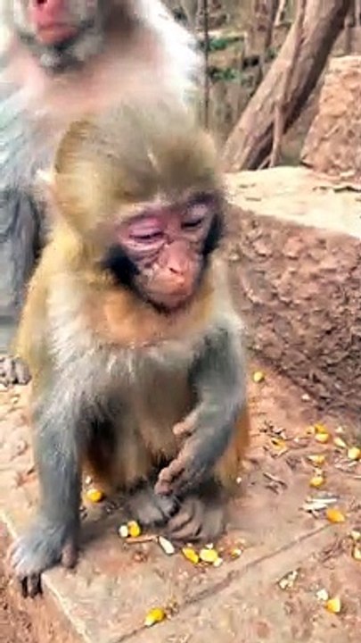 #fyp  Little Pearl is better today#monkey#cute#pet#animal#fyp