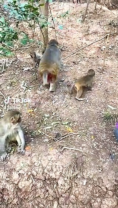 #fyp  Laughing shit man Ha ha ha#monkey#animalworld#pet#fyp