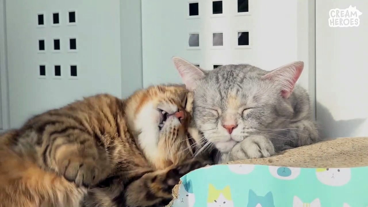 LuLu Like To Be Loved (ENG SUB)