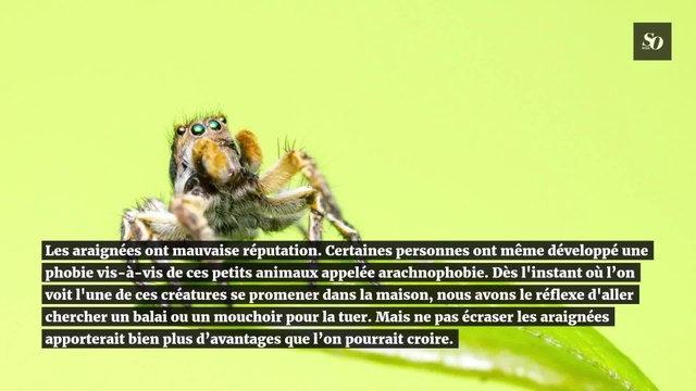 Pourquoi vous ne devez surtout pas tuer les araignées dans votre maison