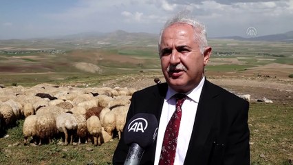 Van'da besicilere 3 yılda 125 bin koyun dağıtıldı