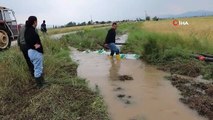 Sandıklı'da sağanak yağış tarım arazilerine zarar verdi