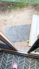 Dirty Doggy Dives Into Duvet