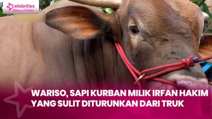 Wariso, Sapi Kurban Milik Irfan Hakim yang Sulit Diturunkan dari Truk