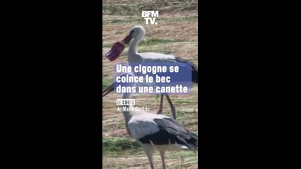 Une cigogne se coince le bec dans une canette, la LPO interpelle Coca-Cola