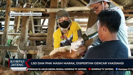 LSD Dan PMK Masih Marak, Dispertan Gencar Vaksinasi