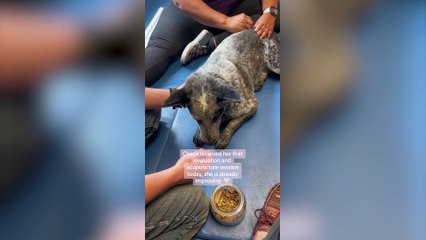 Couple left with $10k vet bill after their dog suffered a ruptured disc - while playing fetch