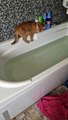 Red Cat Learns About Water