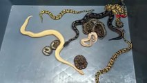 Kapıkule'de TIR'da 28 piton yılanı ele geçirildi