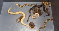 Kapıkule’de 28 piton yılanı ele geçirildi