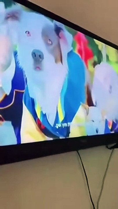 Cute Animals Part 8