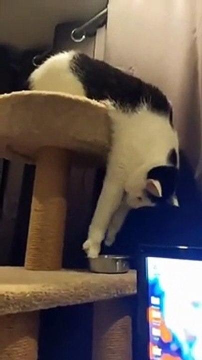 Cute Animals Part9