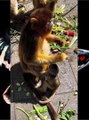 Golden Snub Nosed Monkey | This golden monkey is indeed very adorable