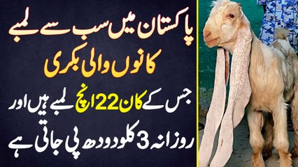Pakistan Me Sab Se Lambe Kaan Wali Bakri Jis Ke Kaan 22 Inches Lambe Hai Or Daily 3 KG Milk Peeti Ha