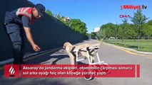 Jandarma, felçli köpeğe yürüteç yaptı