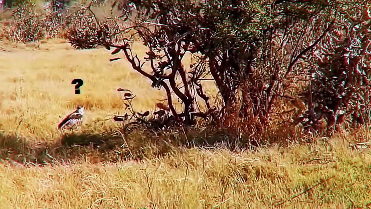 This Is Why Cheetah Hate Eagle