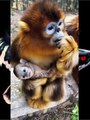 Golden Snub Nosed Monkey videos