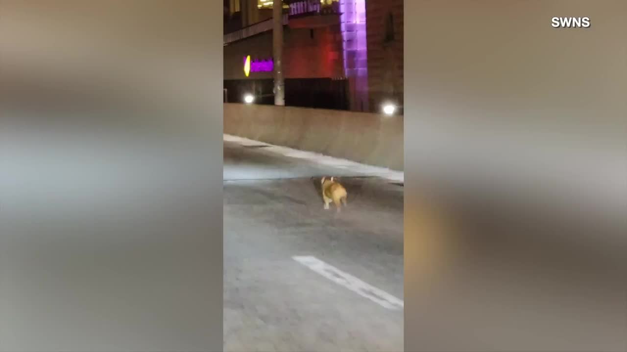 This Dog Was Rescued After Running Through Traffic